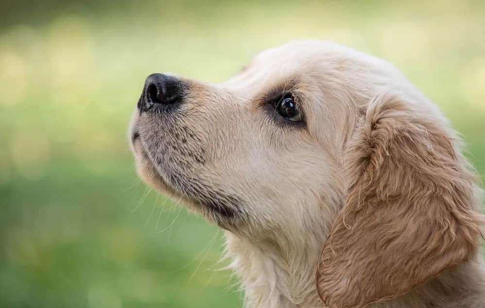 Ile waży szczeniak golden retriever? Waga, rozwój i porady dla zdrowia psa