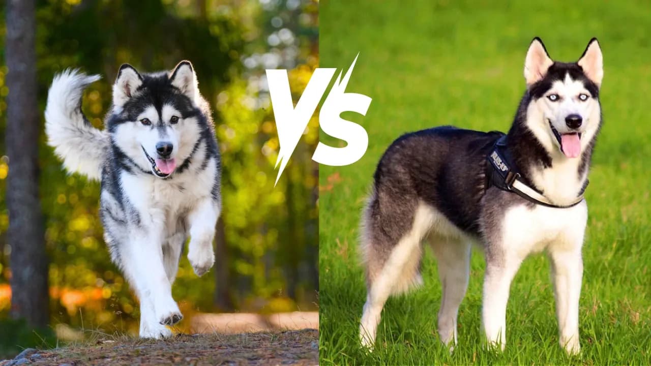 Husky czy malamut: który pies lepiej pasuje do twojego stylu życia?