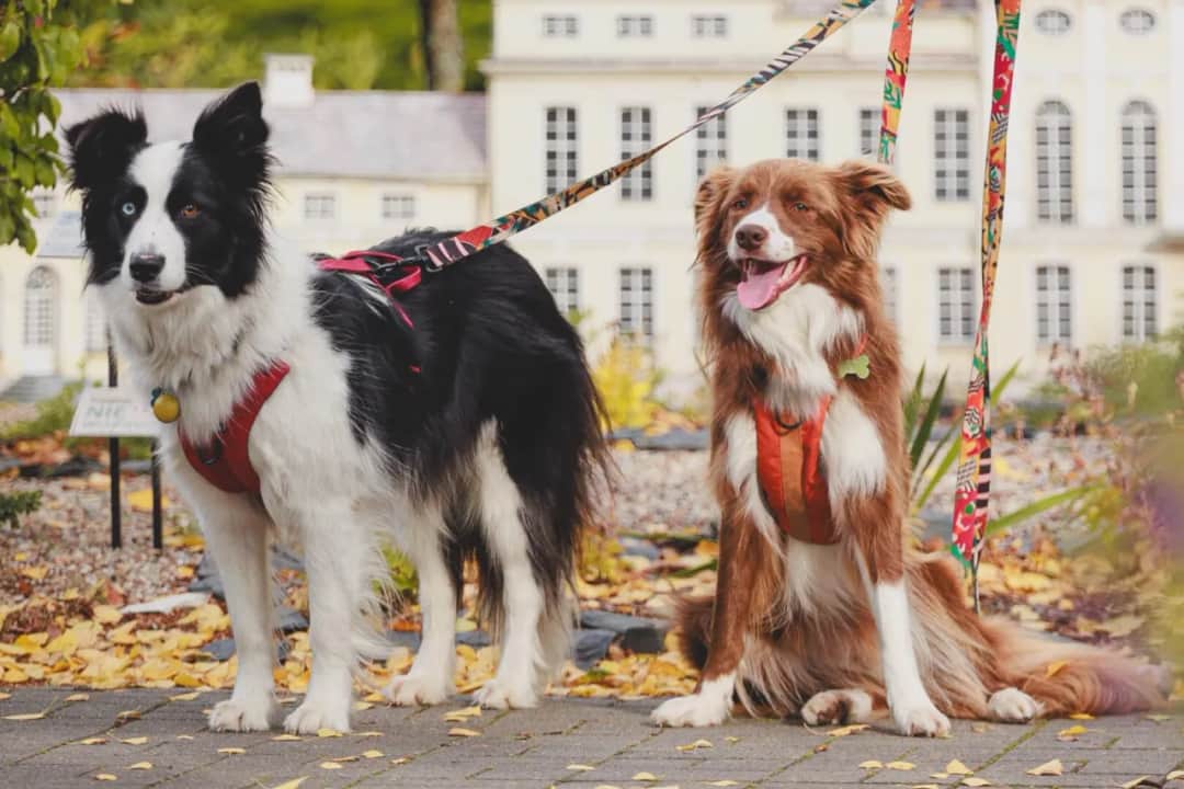 Gdzie na spacer z psem pomorskie: najlepsze miejsca na relaks z pupilem