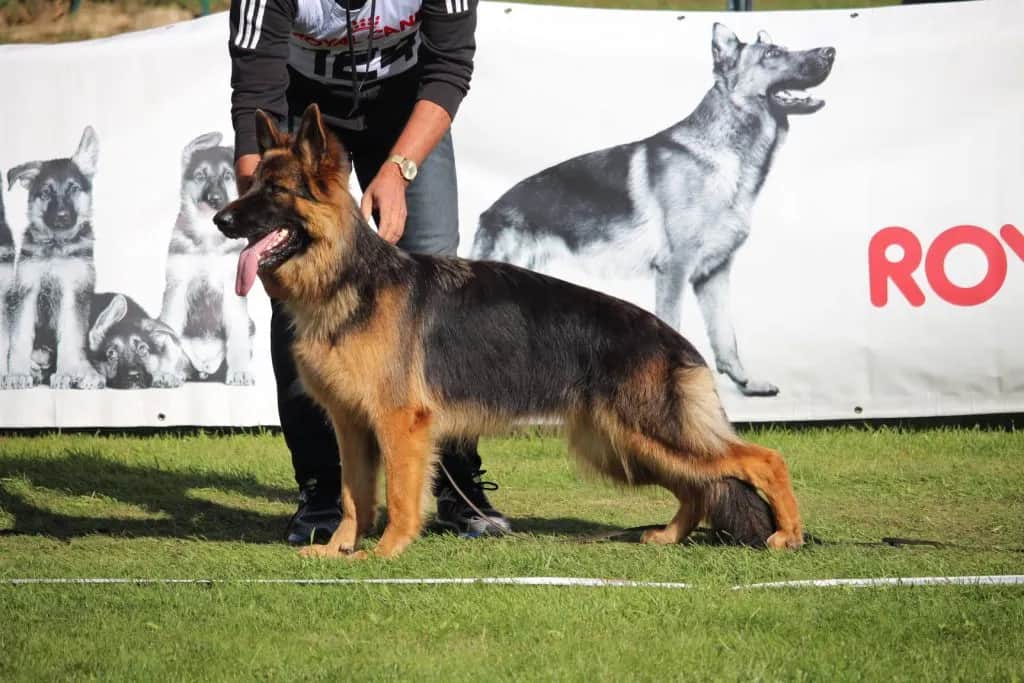 Ile waży szczeniak owczarka niemieckiego? Normy wagi i porady dla zdrowia psa