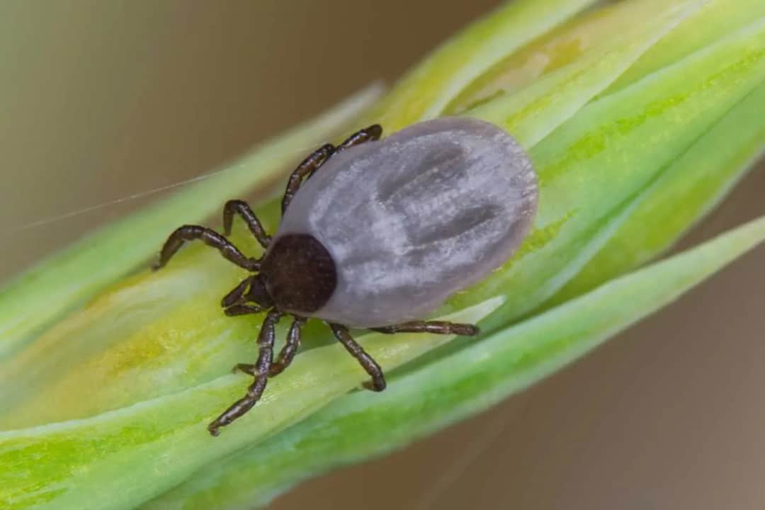 Jak wyglądają małe kleszcze? Rozpoznaj je i uniknij niebezpieczeństwa!