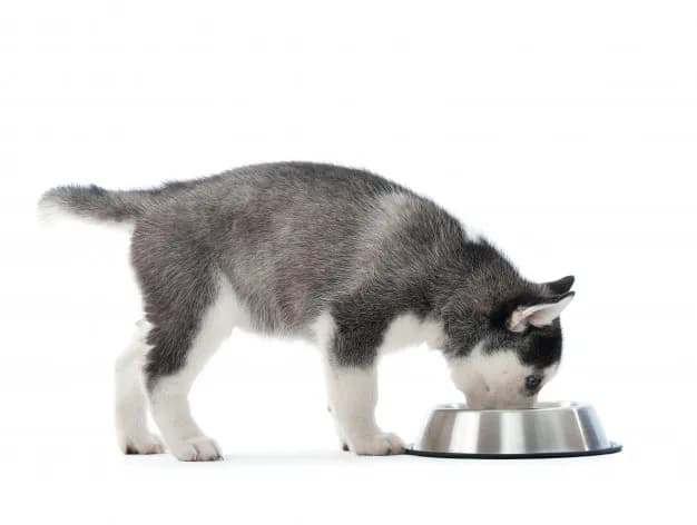 Ile dziennie je husky? Jak prawidłowo karmić psa tej rasy dla zdrowia