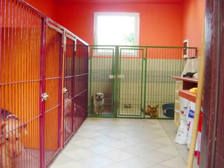 Jak założyć hotel dla psów: Kluczowe kroki i pułapki do uniknięcia