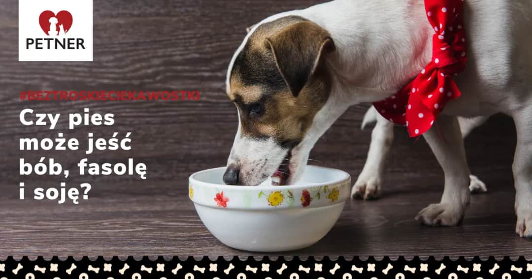 Czy pies może jeść czerwoną fasolę? Bezpieczeństwo i zagrożenia w diecie psa