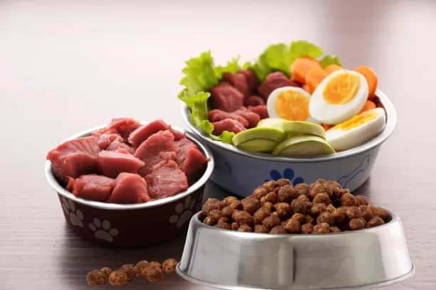 Jakie warzywa gotować dla psa, aby zapewnić mu zdrowie i energię