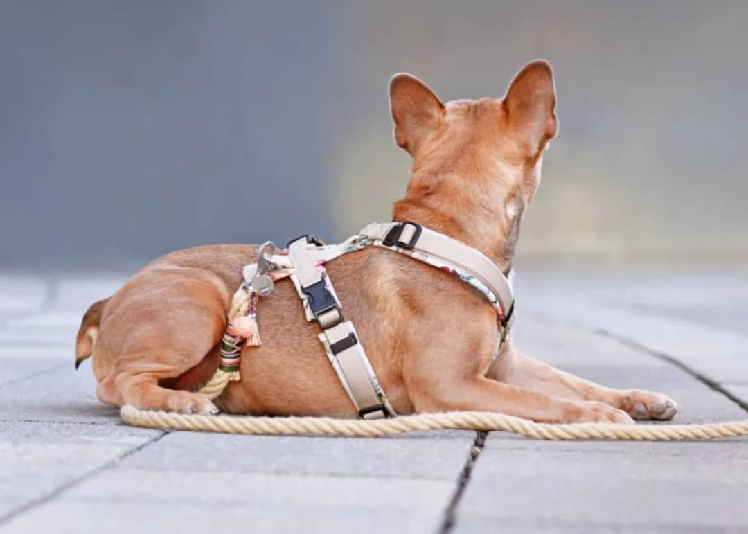 Jakie szelki dla małego psa zapewnią mu komfort i bezpieczeństwo?