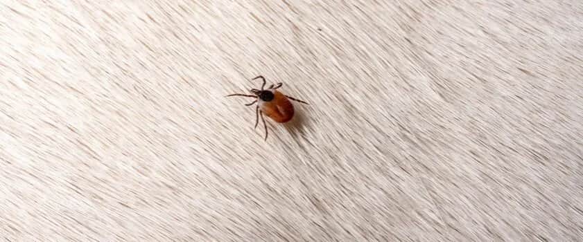 Jak usunąć kleszcza u kota - skuteczne metody i porady na zdrowie kota