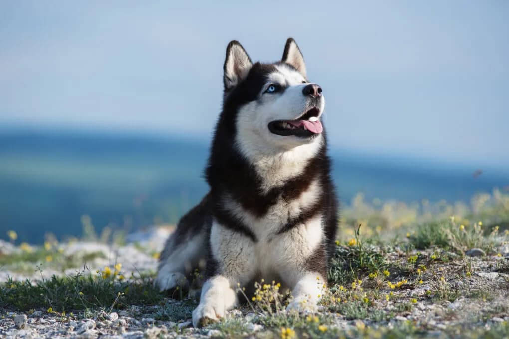 Czy husky jest dobry dla dzieci? Wszystko o bezpieczeństwie i charakterze tej rasy