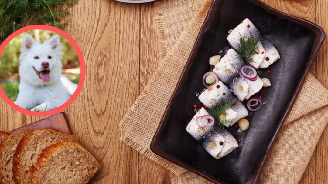 Czy pies może jeść śledzie? Zagrożenia i bezpieczne alternatywy dla psa