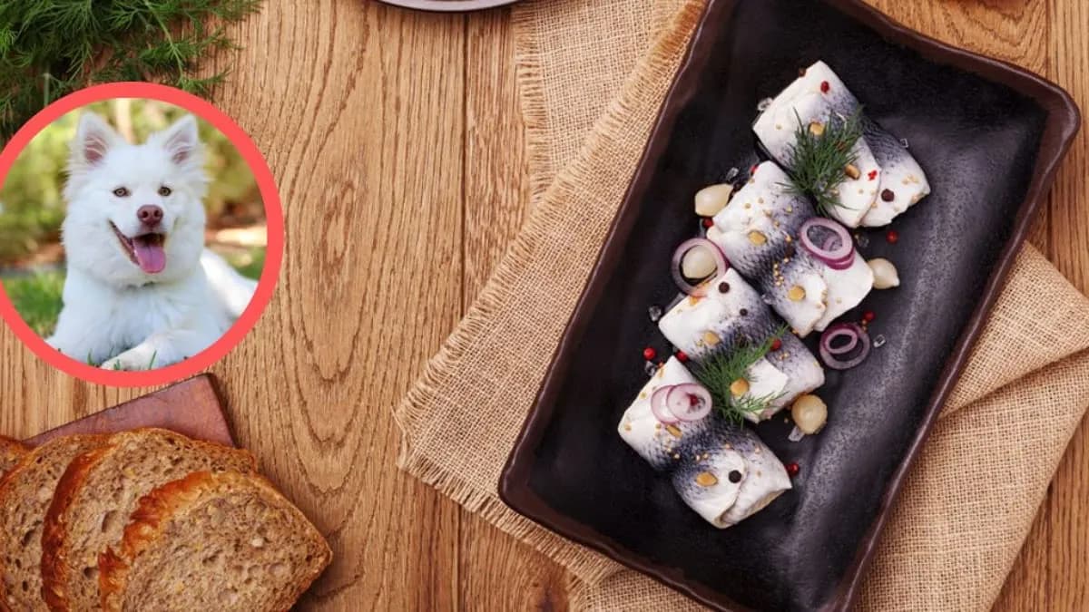 Czy pies może jeść śledzie? Zagrożenia i bezpieczne alternatywy dla psa