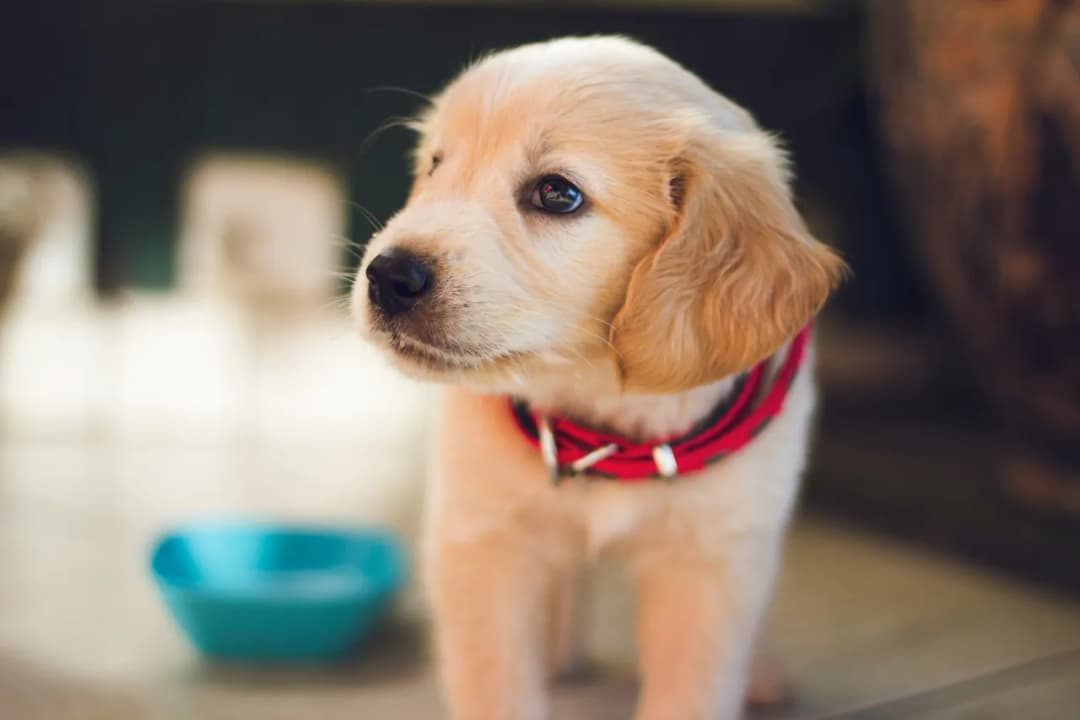 Pieluchy dla psa – kiedy są potrzebne?