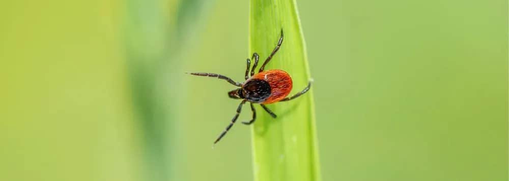 Jak usunąć kleszcza u człowieka - uniknij poważnych konsekwencji