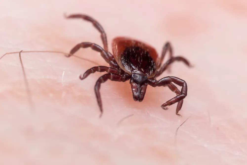 Jak rozmnaża się kleszcz? Zaskakujące fakty o ich cyklu życia