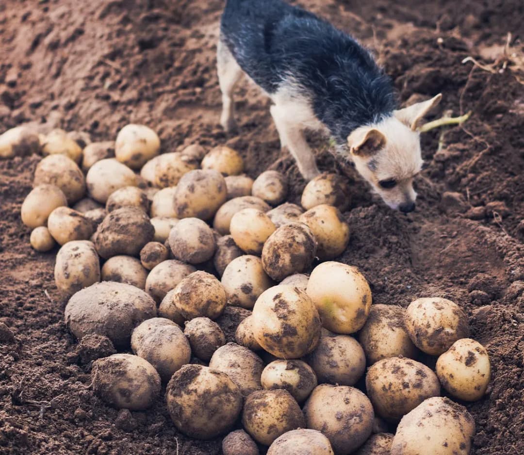 Czy surowe ziemniaki są szkodliwe dla psa? Bezpieczeństwo i zagrożenia w diecie psa