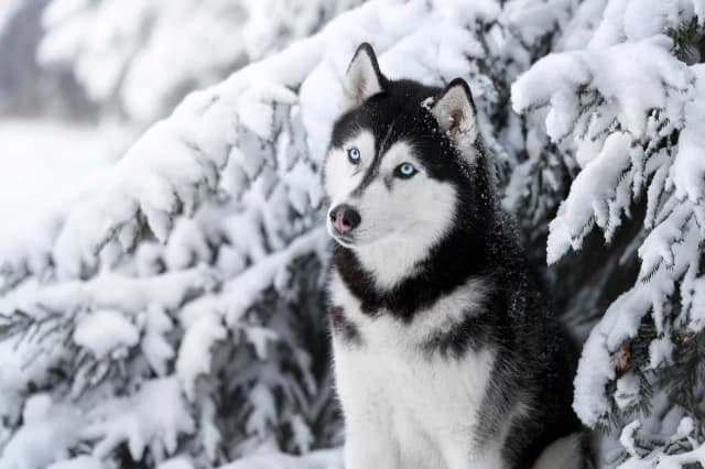 Ile kosztuje szczeniak husky? Sprawdź ceny i uniknij ukrytych kosztów!