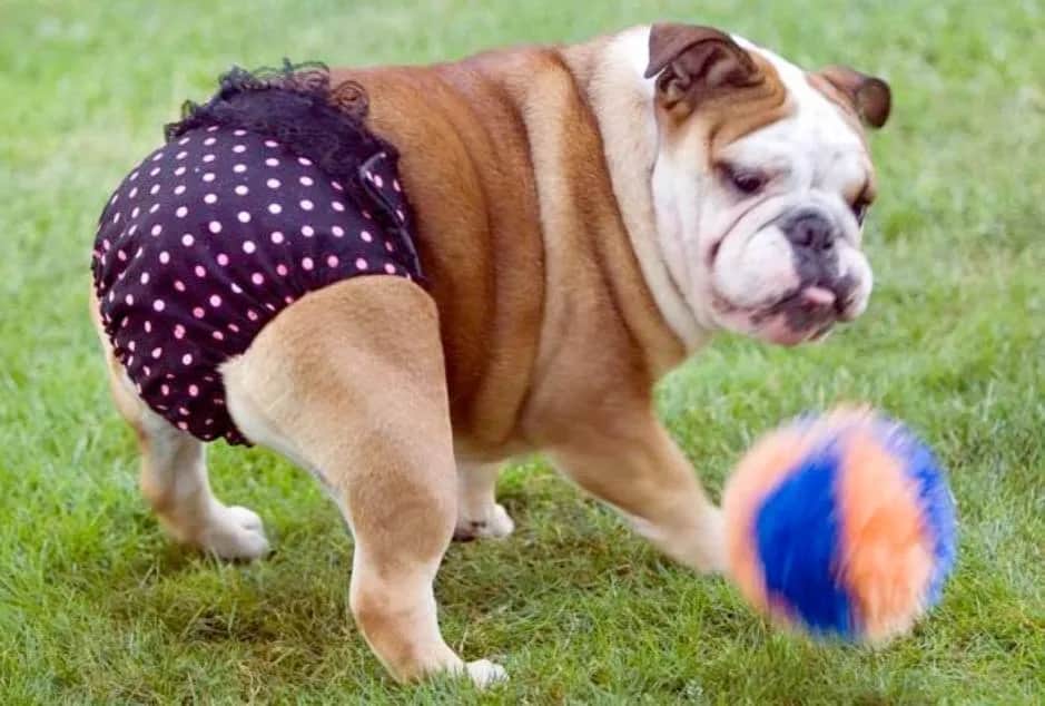 Jak uszyć majtki dla psa, aby zapewnić mu komfort i wygodę