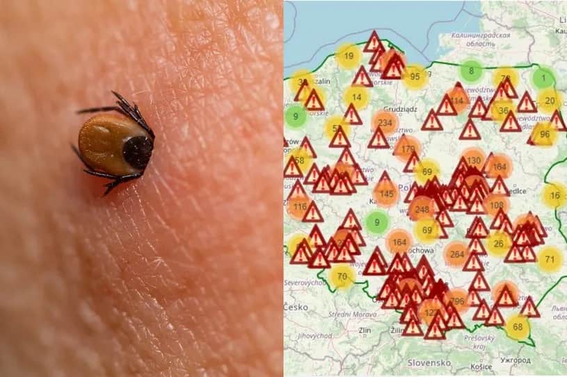Gdzie siedzą kleszcze i jak uniknąć niebezpiecznych ukąszeń? Praktyczne porady
