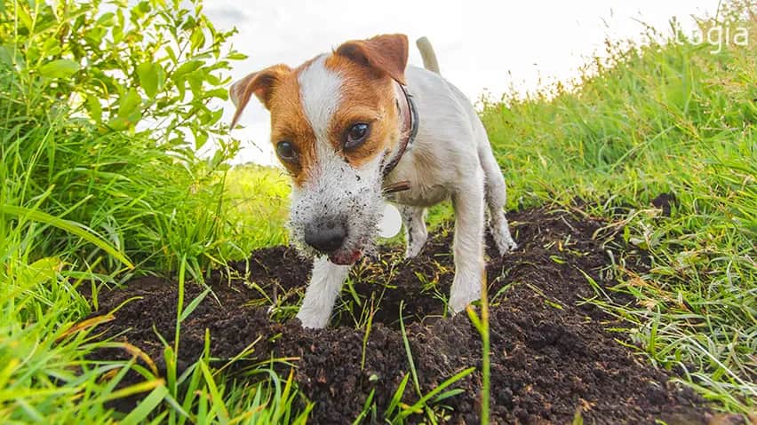 Kiedy u szczeniaka pojawia się popęd seksualny? Objawy i rozwiązania problemów