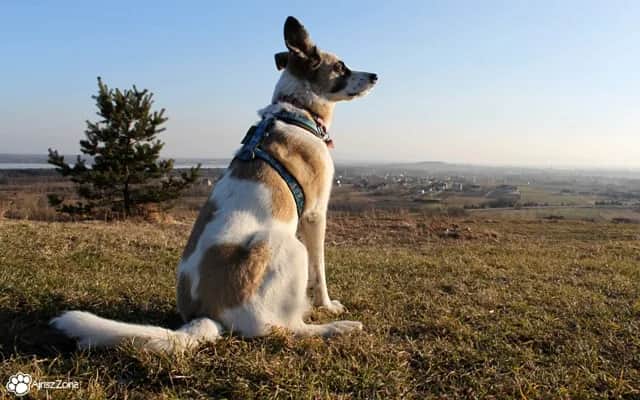 Co daje spacer z psem? Odkryj korzyści dla zdrowia i relacji