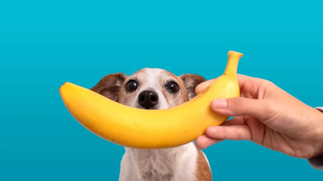 Czy banany są bezpieczne dla psa? Korzyści i zagrożenia w diecie psa
