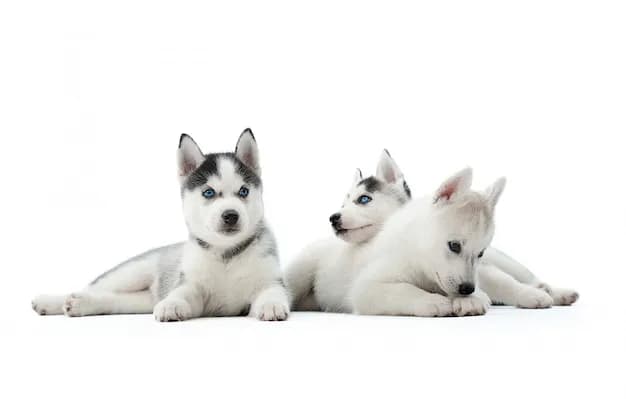 Co powinny jeść szczeniaki husky? Dieta, zakazane produkty i porady żywieniowe