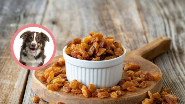Czy rodzynki są trujące dla psa? Konsekwencje i bezpieczne alternatywy