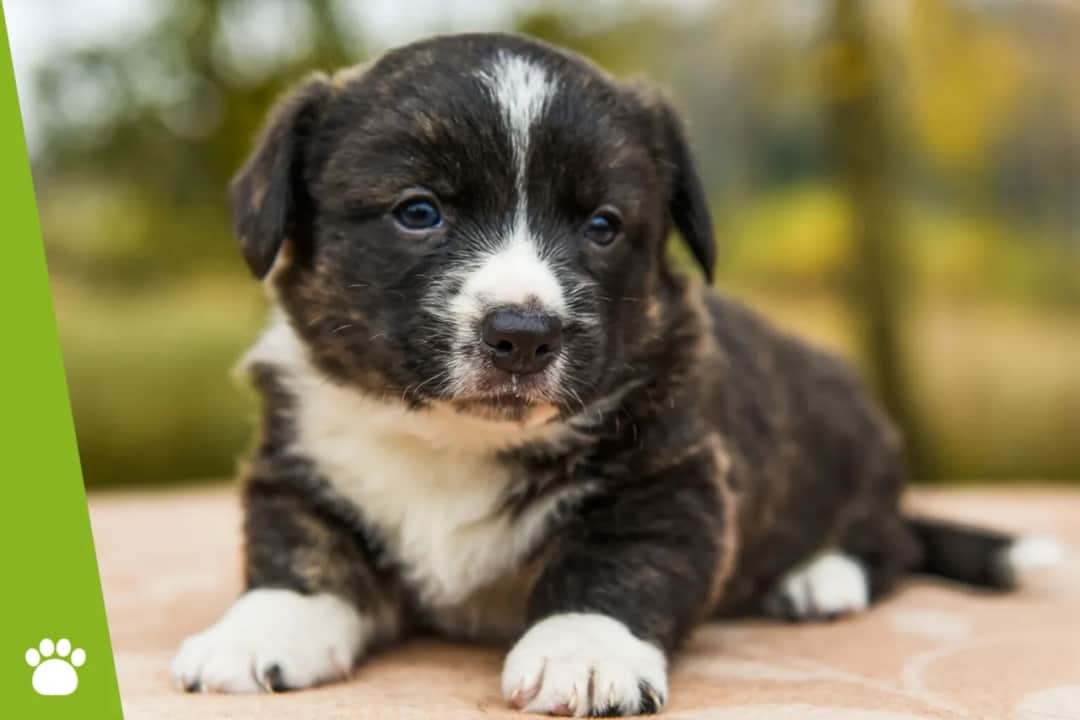 Kiedy można oddać szczeniaki? Kluczowe wskazówki, by uniknąć błędów w adopcji