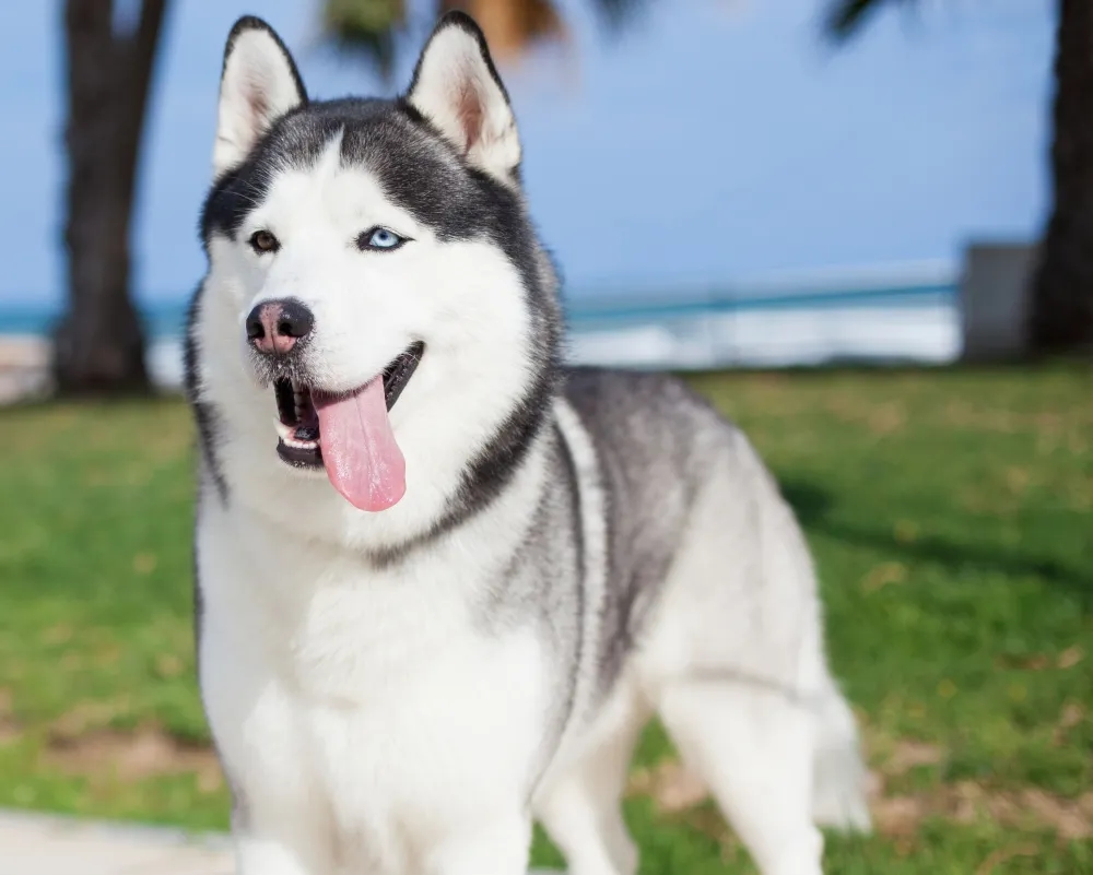 Najczęstsze problemy zdrowotne u psów rasy husky