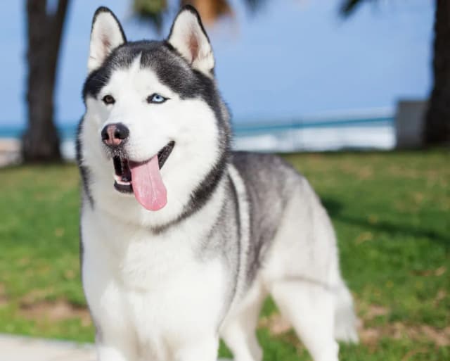 Najczęstsze problemy zdrowotne u psów rasy husky