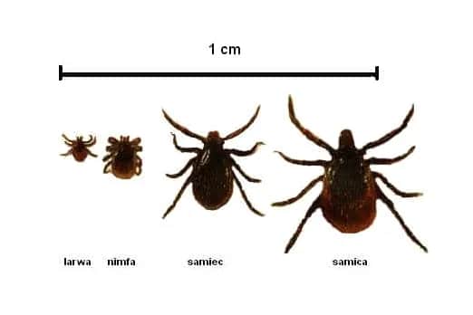 Jak wygląda napity kleszcz? Zobacz różnice i uniknij zagrożeń