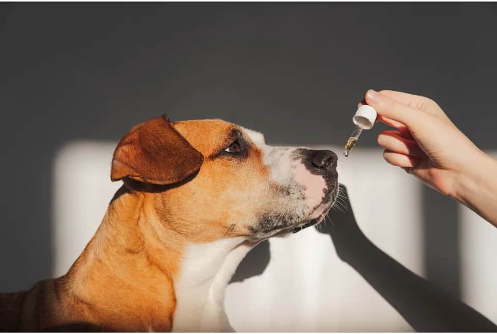 Jaki olej dla psa na sierść? Odkryj sekrety zdrowego futra