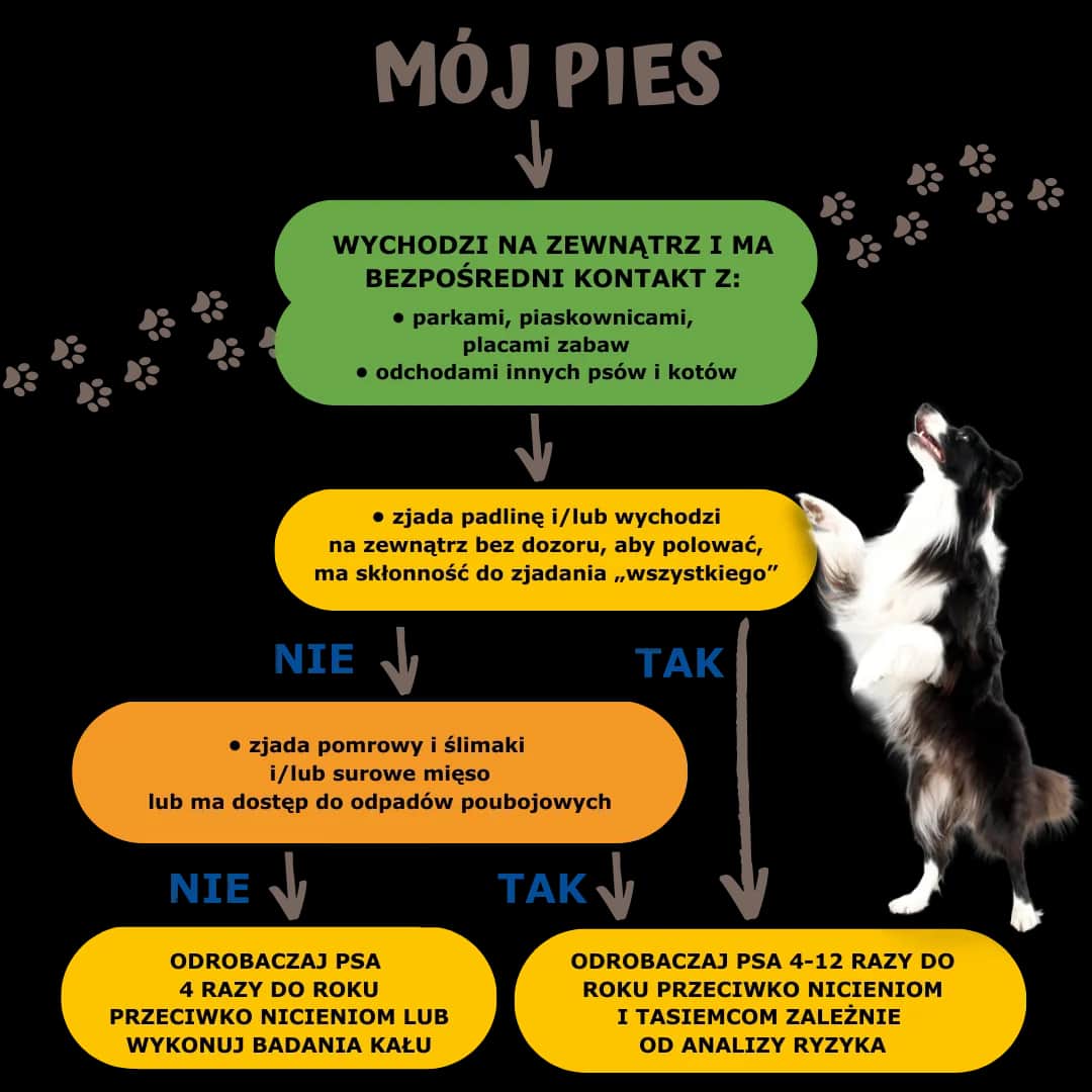 Jak często odrobaczać psa? Kluczowe zasady, by uniknąć problemów zdrowotnych