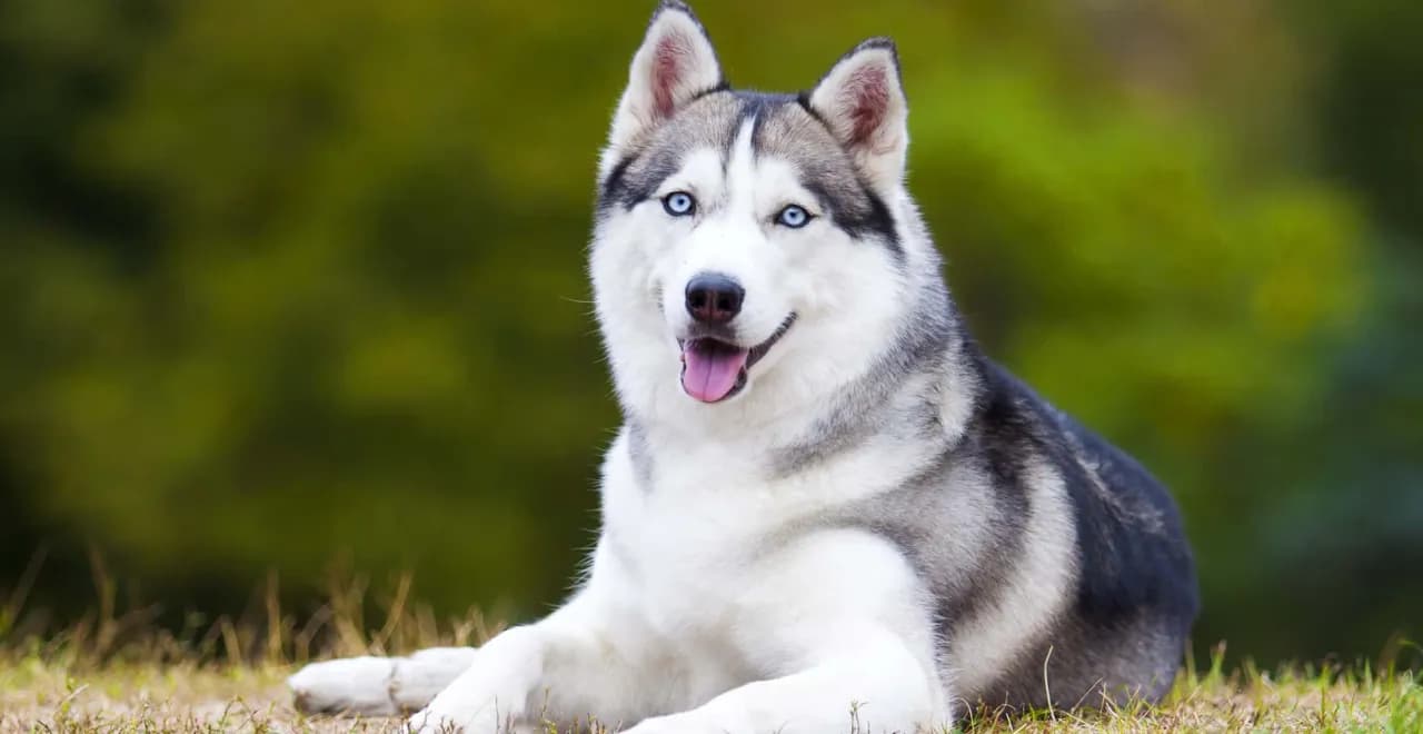 Jak wygląda husky? Poznaj charakterystyczne cechy i kolory tej pięknej rasy