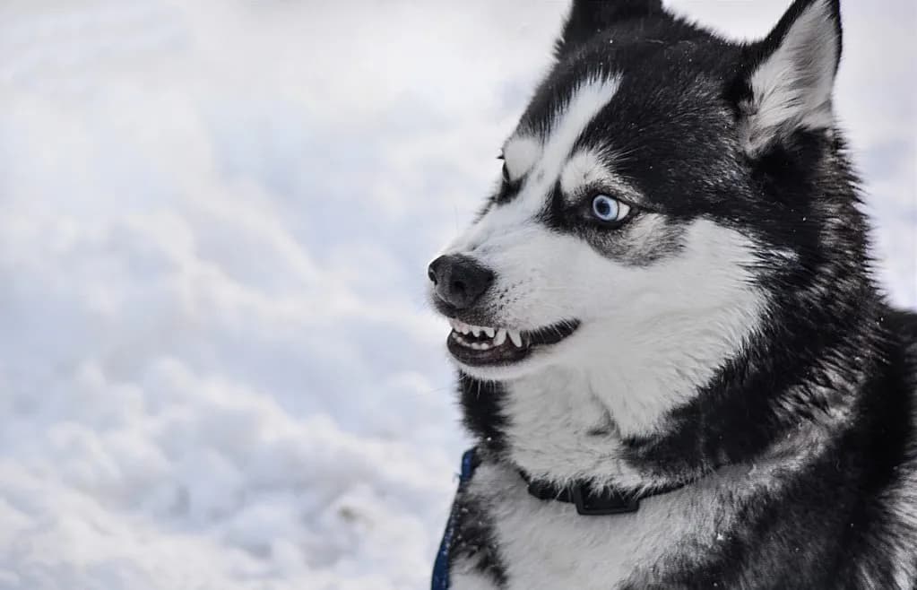 Czy husky jest agresywny? Prawda o zachowaniu i temperamentie tej rasy
