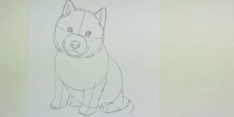 Jak łatwo narysować psa husky krok po kroku dla początkujących