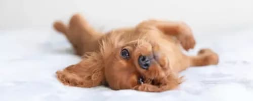 Kiedy odrobaczać szczeniaki – harmonogram, objawy i skuteczne preparaty