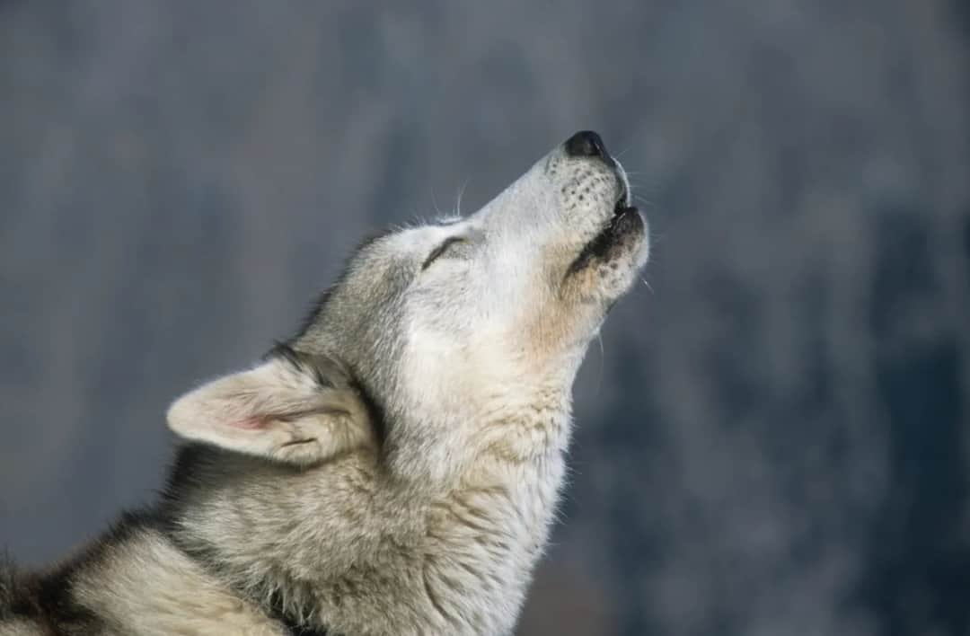 Dlaczego husky wyje? Przyczyny i sposoby na nadmierne wycie psa