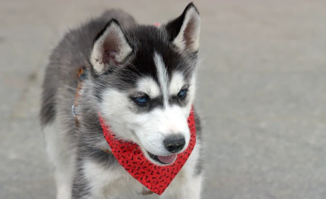 Husky a pies domowy: podobieństwa, różnice i co musisz wiedzieć o obu rasach
