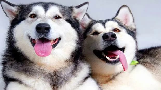 Jak odróżnić husky od malamuta – kluczowe różnice, które musisz znać
