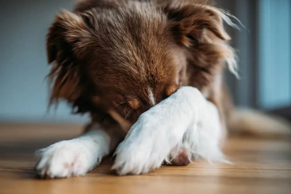Dlaczego szczeniak się trzęsie? Przyczyny, objawy i kiedy iść do weterynarza