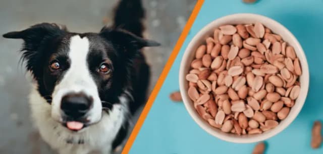 Czy pies może jeść orzeszki ziemne? Bezpieczeństwo, korzyści i zagrożenia