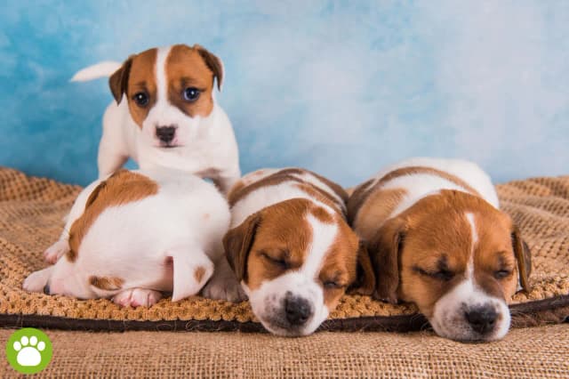 Ile godzin śpi szczeniak? Sprawdź, dlaczego sen jest kluczowy dla jego rozwoju