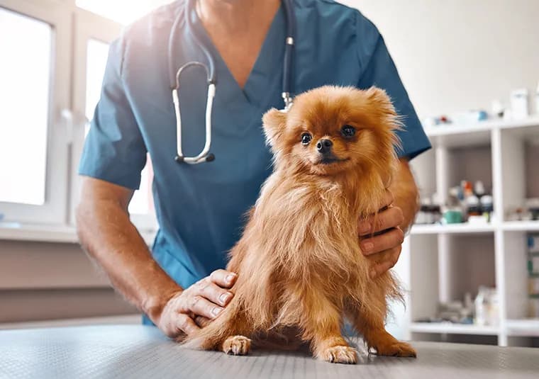 Ile kosztuje szczepionka dla psa? Ceny i co warto wiedzieć