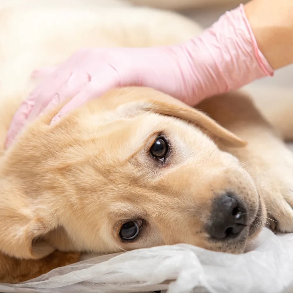 Objawy nosówki u szczeniaków – jak rozpoznać i chronić psa przed chorobą