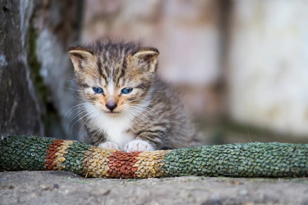 Jak często odrobaczać kota? Kluczowe zasady i objawy, których nie możesz ignorować