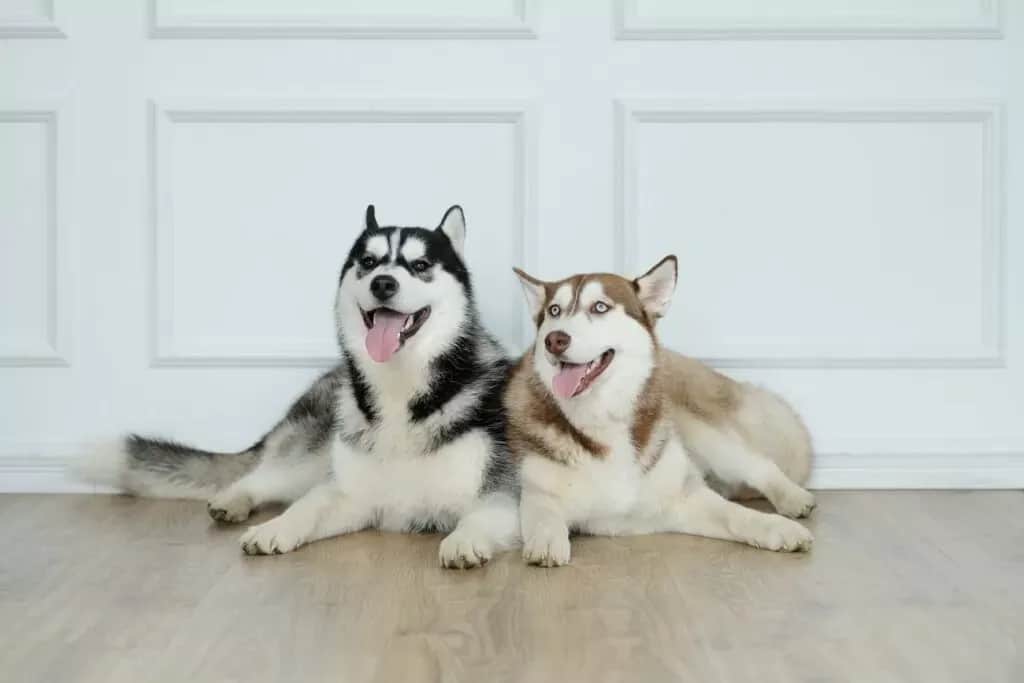 Ile naprawdę kosztuje husky syberyjski i jak uniknąć ukrytych kosztów?