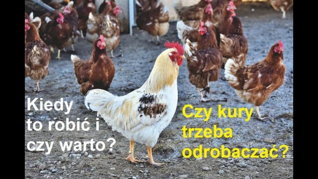 Jak skutecznie odrobaczać kury? Sprawdzone metody i preparaty dla zdrowia stada