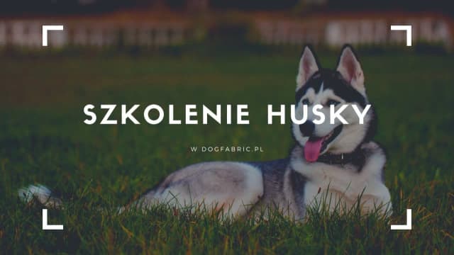 Jak wychować husky? Praktyczne porady na szkolenie i opiekę nad energicznym psem