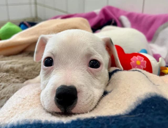 W jakim wieku szczeniaki można oddać? Kluczowe wskazówki dla bezpiecznej zmiany domu