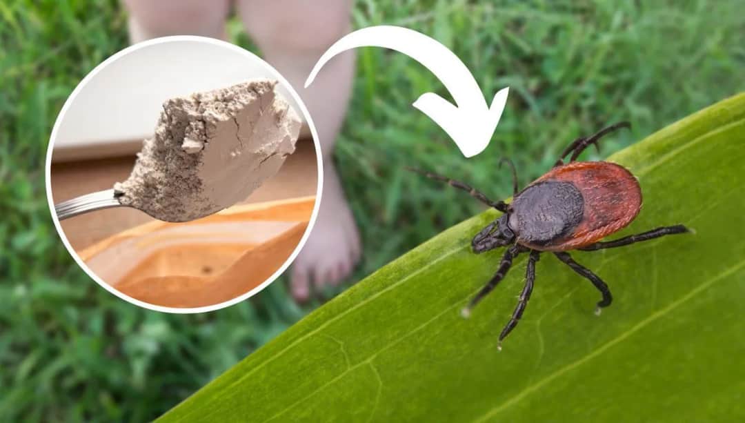Skuteczne sposoby na kleszcze w ogrodzie – jak chronić siebie i rodzinę